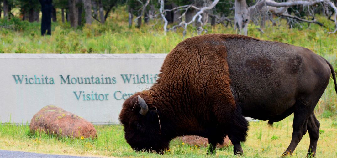 Bison at Wichita Mountains Wildlife Refuge - Kim Isaac, Zen Sunrise Photography